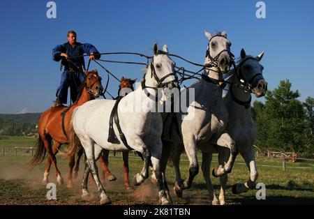 Ungarischer Reiter reitet fünf Pferde. Er trägt die traditionelle ungarische Nationaltracht für die Pferdeshow, SALFÖLD, UNGARN - 10. AUGUST 2005. Stockfoto