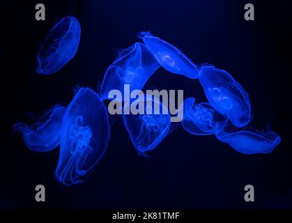 Blaue Quallen schwimmen im Wasser Stockfoto