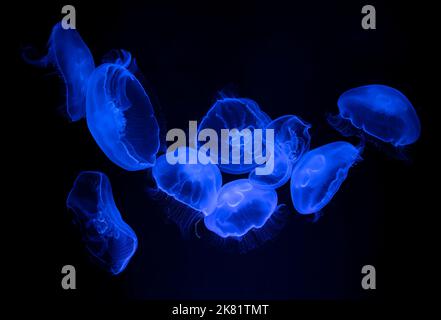 Blaue Quallen schwimmen im Wasser Stockfoto
