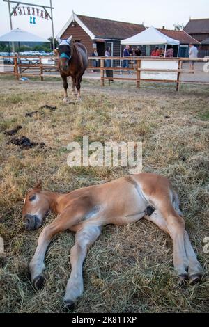 Ein junges Suffolk Punch colt beim Maverick Americana Musikfestival 2018 im Easton Farm Park im ländlichen Suffolk, Großbritannien. Stockfoto