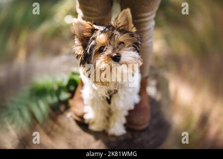 Schöner yorkshire Terrier Hund, der aufschaut. Warmer Herbsttag. Kleiner und treuer Freund. Hintergrund verwischen. Weicher, selektiver Fokus Stockfoto