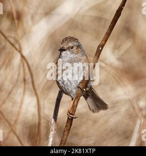 Ein Dunnock thronte in einem Schilffeld. Er ist einer der häufigsten Vögel Großbritanniens und kommt im gemäßigten Europa und im asiatischen Russland vor. Stockfoto