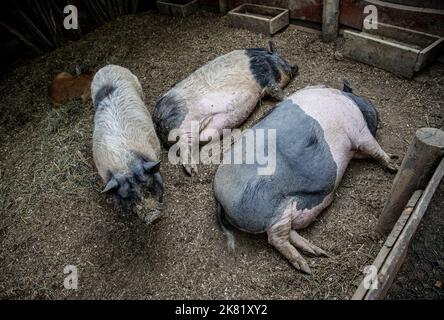 Schlafende faule Schweine auf dem Bauernhof Stockfoto