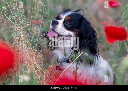 Cavalier King Charles Spaniel Hund zwischen roten Mohnblumen im Frühjahr Stockfoto