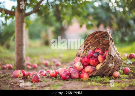 Apfelbaum und frische reife rote Äpfel im Korb auf dem Boden in einem Obstgarten. Früchte ernten. Stockfoto