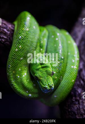 Grüne Python, morelia viridis auf Baum im Terrarium Stockfoto