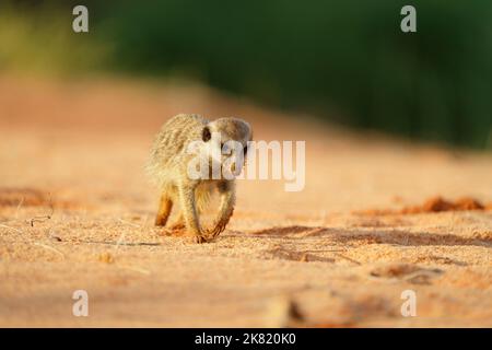 Baby Erdmännchen (Suricata suricatta) auf der Suche nach Nahrung. Kgalagadi Transfrontier Park, Kalahari, Südafrika Stockfoto