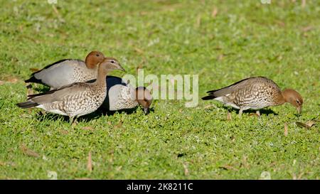 Eine kleine Gruppe australischer Wood Ducks, die auf Gras spazieren. Stockfoto