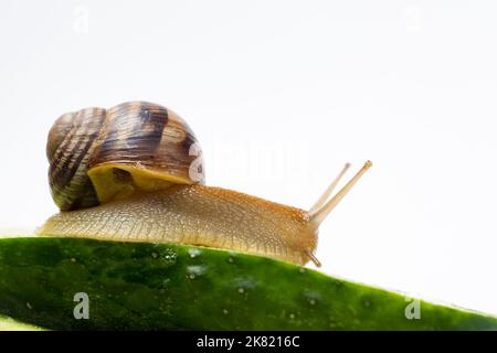 Große Traubengartenschnecke Helix pomatia sitzt und frisst Gurke. Ein Ort für Text auf weißem Hintergrund. Stockfoto