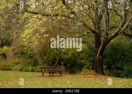 Picknicktisch unter Baum. Stockfoto