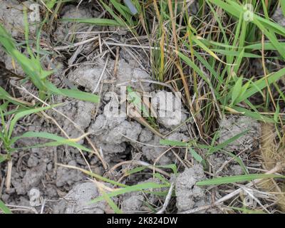 Alleinerziehende Hündin des Warzenbiters (Decticus verrucivorus) im besonderen Naturschutzgebiet Gornje Podunavlje in Serbien Stockfoto