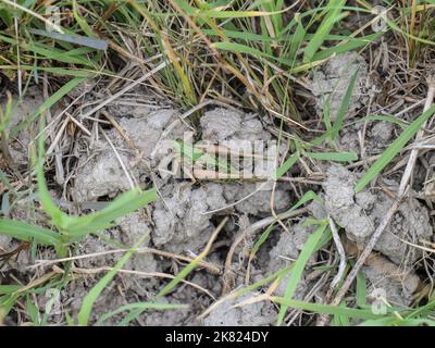 Alleinerziehende Hündin des Warzenbiters (Decticus verrucivorus) im besonderen Naturschutzgebiet Gornje Podunavlje in Serbien Stockfoto