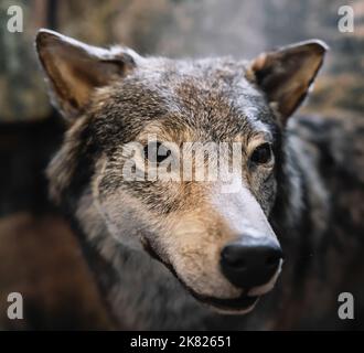 Ausgestellter ausgestopfter grauer Wolf im Museum Stockfoto