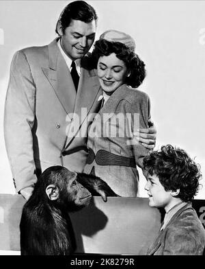 Johnny Weissmuller, Maureen O'Sullivan & Johnny Sheffield Film: Tarzan'S New York Adventure (USA 1942) Regie: Richard Thorpe 01 May 1942 **WARNUNG** Dieses Foto ist nur für redaktionelle Zwecke bestimmt und unterliegt dem Copyright von MGM und/oder dem Fotografen, der von der Film- oder Produktionsfirma beauftragt wurde, und kann nur durch Publikationen im Zusammenhang mit der Bewerbung des oben genannten Films reproduziert werden. Eine obligatorische Gutschrift an MGM ist erforderlich. Der Fotograf sollte auch bei Bekanntwerden des Fotos gutgeschrieben werden. Ohne schriftliche Genehmigung der Film Company kann keine kommerzielle Nutzung gewährt werden. Stockfoto