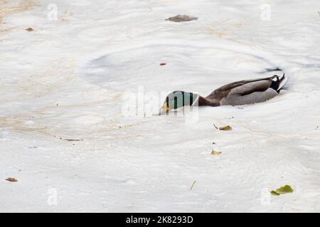 Männliche Stockente (Anas platyrhynchos) schwimmt durch und ernährt sich in natürlich vorkommendem Flussschaum, der durch gelöstes organisches Material verursacht wird, das als s wirkt Stockfoto