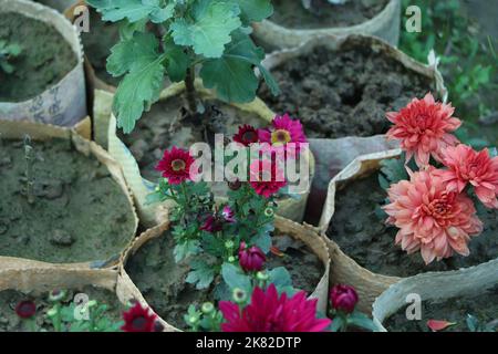 Rosa lila weiße Chrysantheme Blumen auf grünem Garten Hintergrund Stockfoto