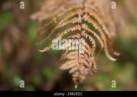 Nahaufnahme des braunen Blattes/der braunen Seite eines Brackenfarns (Pteridium aquilinum) im Herbst, im Freien in britischen Wäldern. Herbstsaison Waldpteridophyten. Stockfoto