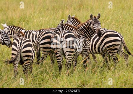 Zebraherde im Kidepo Valley National Park, Uganda, Ostafrika Stockfoto