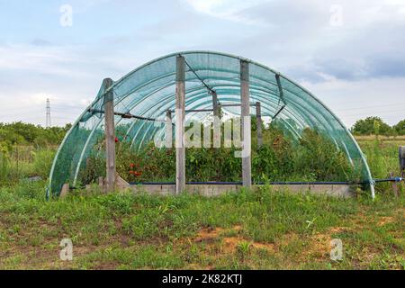 Anbau von Tomatenpflanzen im Gewächshaus-Tunnel mit Schutznetz Stockfoto