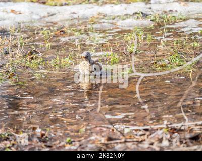 Soor nimmt ein Bad in einer Pfütze. Der Vogel schwimmt im Wasser. Feldfare, lat. Turdus pilaris, Stockfoto