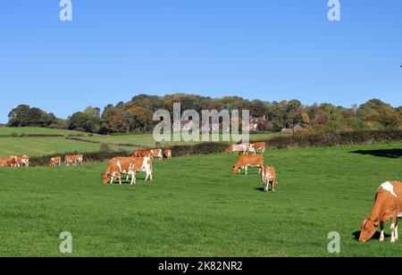 Herde von Guernsey-Kühen, die auf einer grünen Wiese auf den Chiltern Hills in England grasen Stockfoto