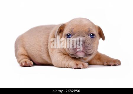 Niedliche Creme lila fawn farbigen 3 Wochen alten Französisch Bulldogge Hund Welpen mit blauen Augen auf weißem Hintergrund Stockfoto