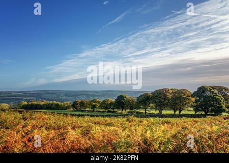 Lebendige Herbstfarben in der Sonne, wenn die Bracken absterben und die baumgesäumte Allee in Yorkshire's Wharfedale, Großbritannien, ihre Farbe wechselt Stockfoto