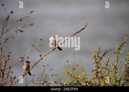 Gewöhnlicher Wachtschill auf der Suche nach Nahrung an der Grenze zum Fluss Lima, nördlich von Portugal. Stockfoto
