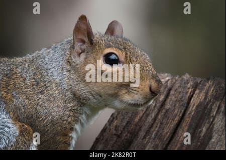 Grey Squirrel Nahaufnahme Kopf Schuss hat helle dunkelbraune Augen Stockfoto