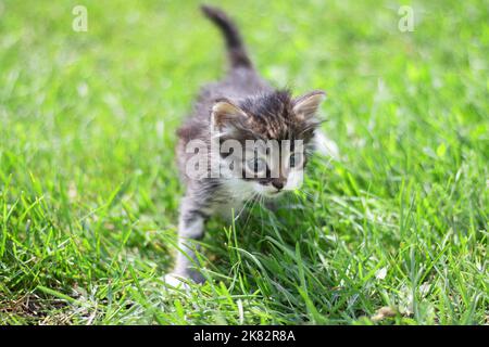 Gestreifte Katze Kätzchen spielen läuft herum auf dem grünen Rasen in der Sommersonne. Kleine neugierige Kätzchen laufen über den Rasen. Stockfoto