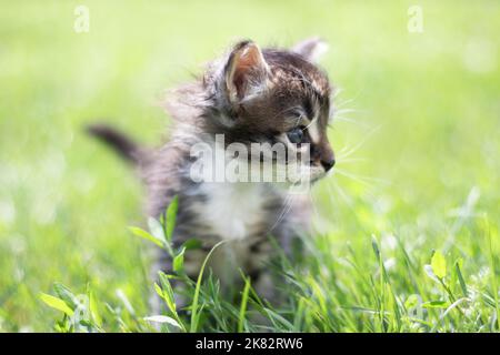 Gestreifte Katze Kätzchen spielen läuft herum auf dem grünen Rasen in der Sommersonne. Kleine neugierige Kätzchen laufen über den Rasen. Stockfoto