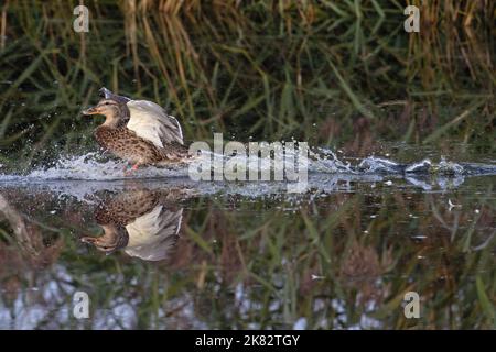 Mallard (Anas platyrhynchos)-Entenweibchen, die am 2022. Oktober bei der Landung in Norfolk GB landete Stockfoto