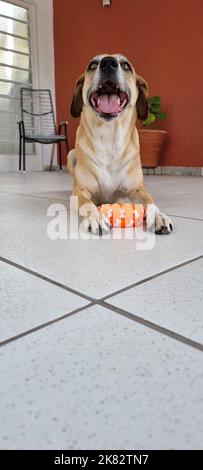 Der glückliche Hund lächelt mit seinem neuen Spielzeug Stockfoto