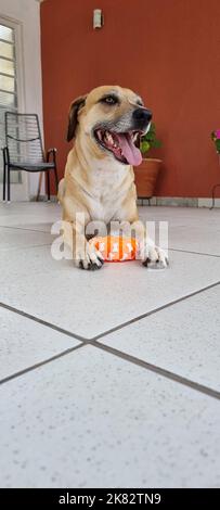 Der glückliche Hund lächelt mit seinem neuen Spielzeug Stockfoto