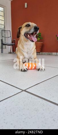 Der glückliche Hund lächelt mit seinem neuen Spielzeug Stockfoto