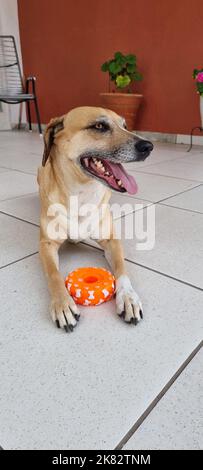 Der glückliche Hund lächelt mit seinem neuen Spielzeug Stockfoto