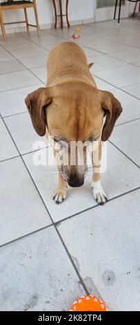 Der Hund schaut neugierig auf das Spielzeug Stockfoto