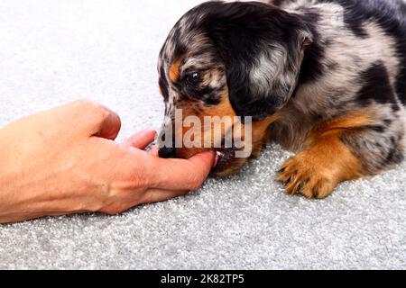 Niedlicher Welpe Dachshund legte sich auf einen grauen Teppich und kaute die Finger eines Weibchenhandbeißkonzepts Stockfoto