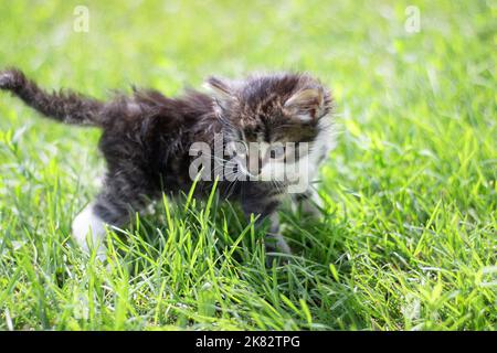 Gestreifte Katze Kätzchen spielen läuft herum auf dem grünen Rasen in der Sommersonne. Kleine neugierige Kätzchen laufen über den Rasen. Stockfoto