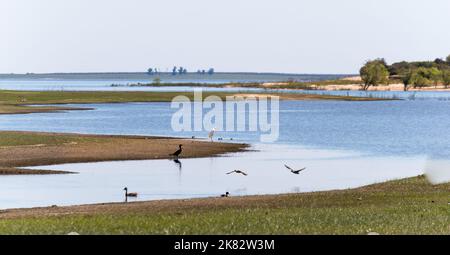 Einige Vögel ruhen und nisten in der Nähe des Flussufers in San Gregorio de Polanco, Tacuarembo. Sonniger Tag auf dem Land. Stockfoto