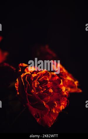 Dunkle launische Blumen rote Rosen Hintergrund. Rosa-Banner mit dunklem Blumenmuster. Mystische tiefrote lila Blume auf schwarzem Hintergrund Stockfoto