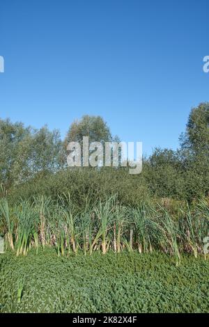 Naturschutzgebiet Bergische Heideterrasse mit Stuten-Schwanzpflanze (Hippuris vulgaris) im Moor, Deutschland Stockfoto