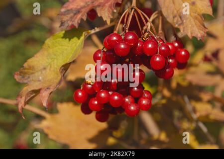 Reife Beeren von schönen roten Viburnum Nahaufnahme auf gelbem Hintergrund an sonnigen Tagen. Helle Strahlen und blauer Himmel. Viburnum ist Symbol der Ukraine. Stockfoto