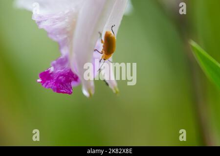 Nahaufnahme der gelben Käfer, die auf einer weißen Blume mit Wassertropfen am Morgen stehen Stockfoto