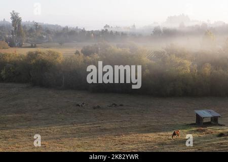 Ein Pferd, das allein auf einem nebligen Feld im ländlichen Sonoma County, Kalifornien, steht. Stockfoto