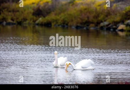 Paar American White Pelicans Stockfoto