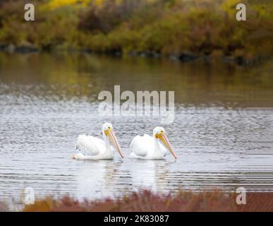 Paar American White Pelicans Stockfoto