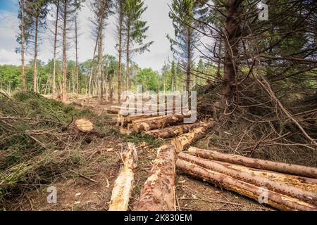 Überblick über einen Fichtenwald, der durch den Wintersturm UNICE zerstört wurde und mit gestapelten Holzstämmen zur Entwaldung mit Umweltschäden auf dem Hoogveen-Anwesen führte Stockfoto