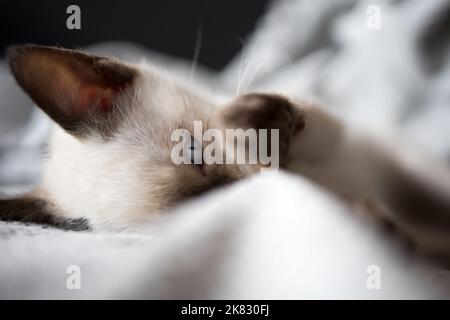 Nahaufnahme von Siam Kätzchen versteckt in einem Handtuch und sieht niedlich mit schönen blauen Augen. Siamkatze. Stockfoto