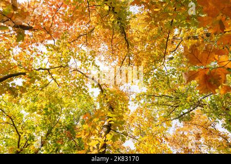 Bunte Herbst Blätter Foto Hintergrund Stockfoto